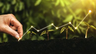دور النباتات في الحد من التلوث: الحل الأخضر لمستقبل صحي دور النباتات في الحد من التلوث: الحل الأخضر لمستقبل صحي