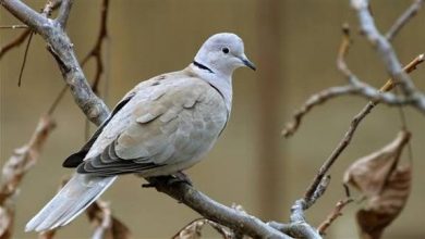 تفسير حلم رؤية اليمامة في المنام