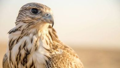 تفسير حلم الصقر في المنام تفسير حلم الصقر في المنام