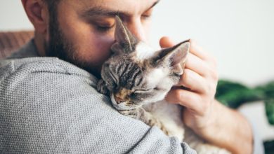 رؤية القطة في المنام: غدر قريب أم حظ جيد ينتظرك؟ رؤية القطة في المنام: غدر قريب أم حظ جيد ينتظرك؟