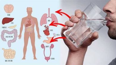 دور شرب الماء في تحسين وظائف الجسم والطاقة اليومية دور شرب الماء في تحسين وظائف الجسم والطاقة اليومية